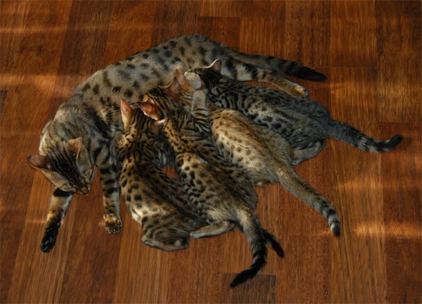 A-litter